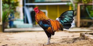 Một Số Các Loại Mồi Cho Gà Đá Phổ Biến Thị Trường Hiện Nay