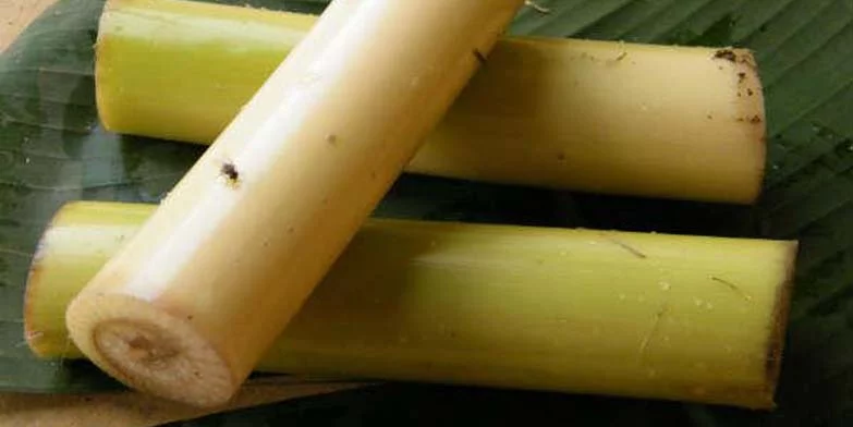 Có nên cho gà ăn thân cây chuối qua bữa không?