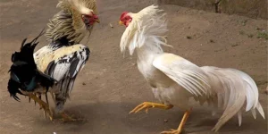Quy Trình Về Cách Khắc Phục Gà Đá Thất Thường Cho Kê Thủ