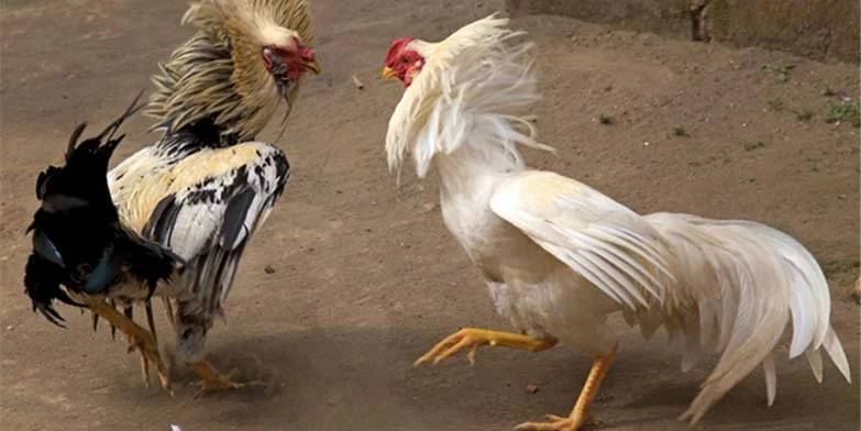 Quy Trình Về Cách Khắc Phục Gà Đá Thất Thường Cho Kê Thủ