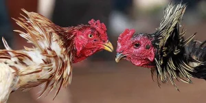 Hướng Dẫn Cách Nạp Carbo Cho Gà An Toàn Nhanh Chóng