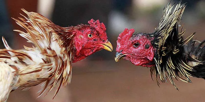 Hướng Dẫn Cách Nạp Carbo Cho Gà An Toàn Nhanh Chóng