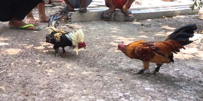 Mắt gà chọi lì đòn có quan trọng để chọn kê không?