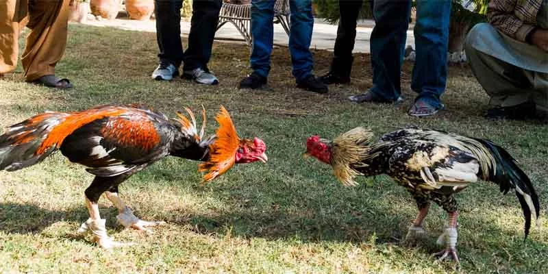 Điểm nổi bật của gà Bắc Kinh là gì?