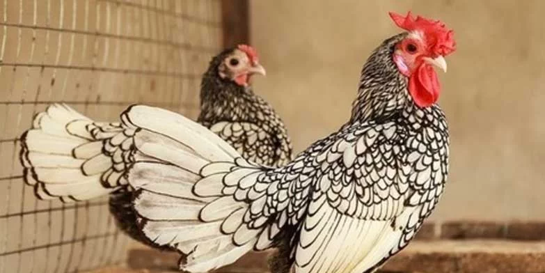 Đặc điểm ngoại hình của gà tre Nhật
