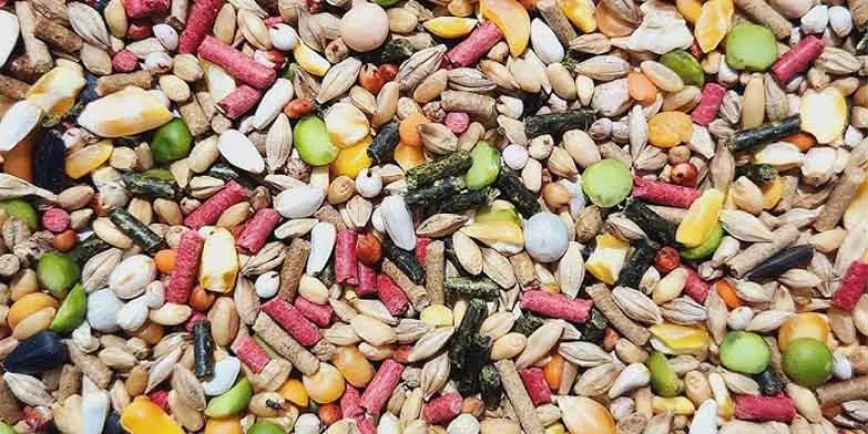 Một số sản phẩm ngũ cốc gà đá trên thị trường hiện nay